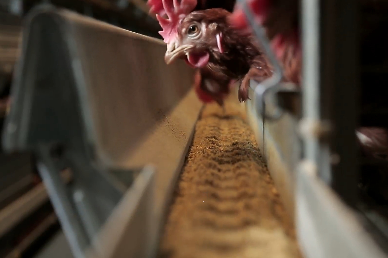 portfolio item image